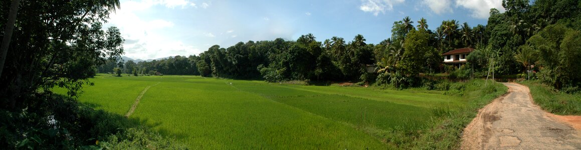 Panorama sri lanka rice