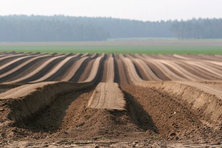 Potatoes field arable photo