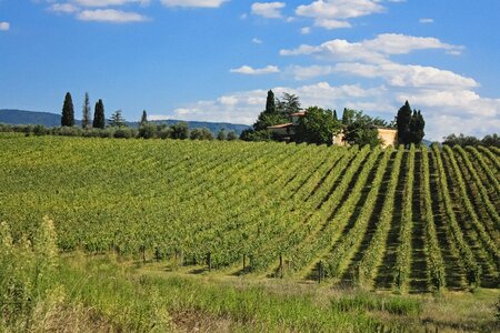 Grape field tuscany