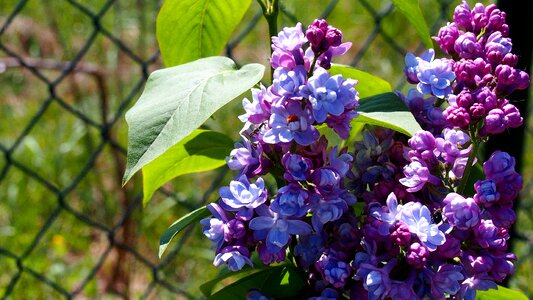 Garden nature plant photo