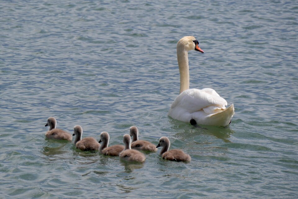 Lake constance animals swan