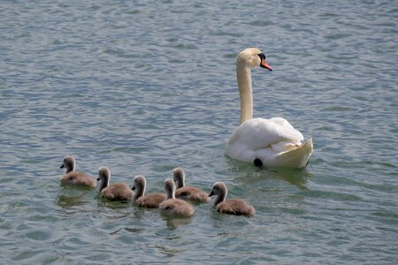 Lake constance animals swan photo