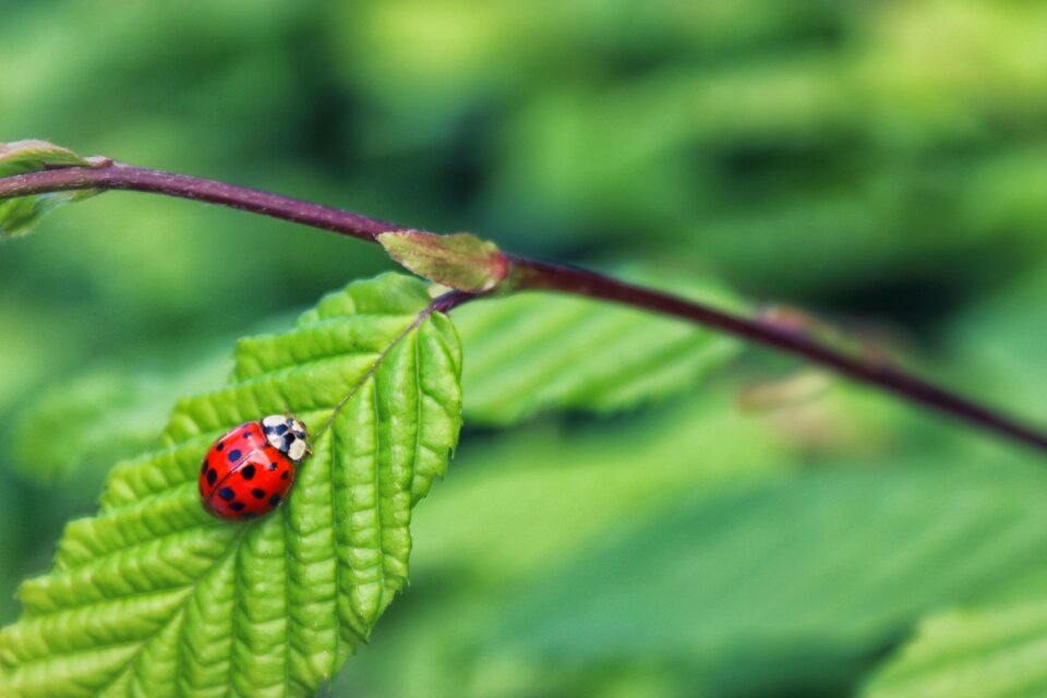 Insect bug beetle