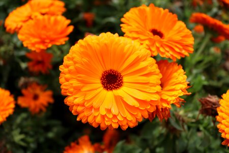 Orange blossom natural flower bed photo