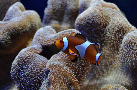 Underwater world reef anemones photo