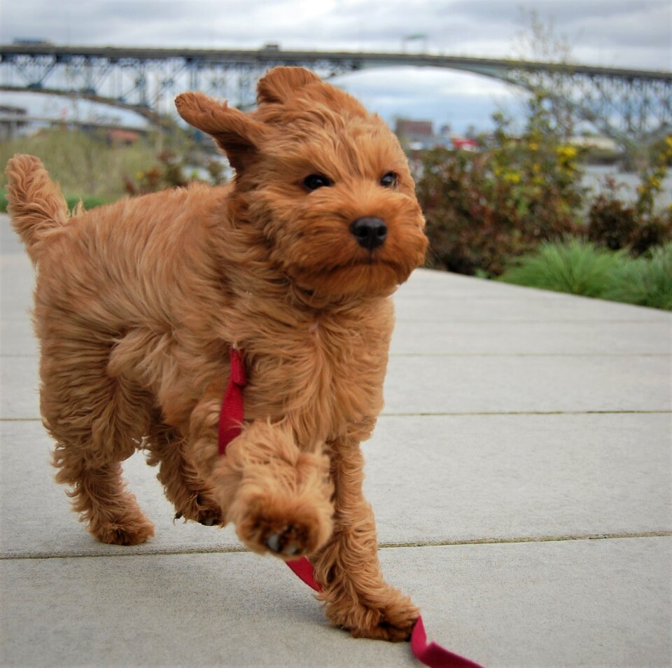 Labradoodle williamette ross island bridge