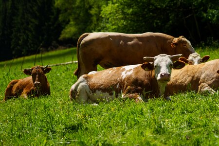 Graze summer agriculture