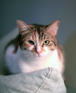 Moustache portrait animal