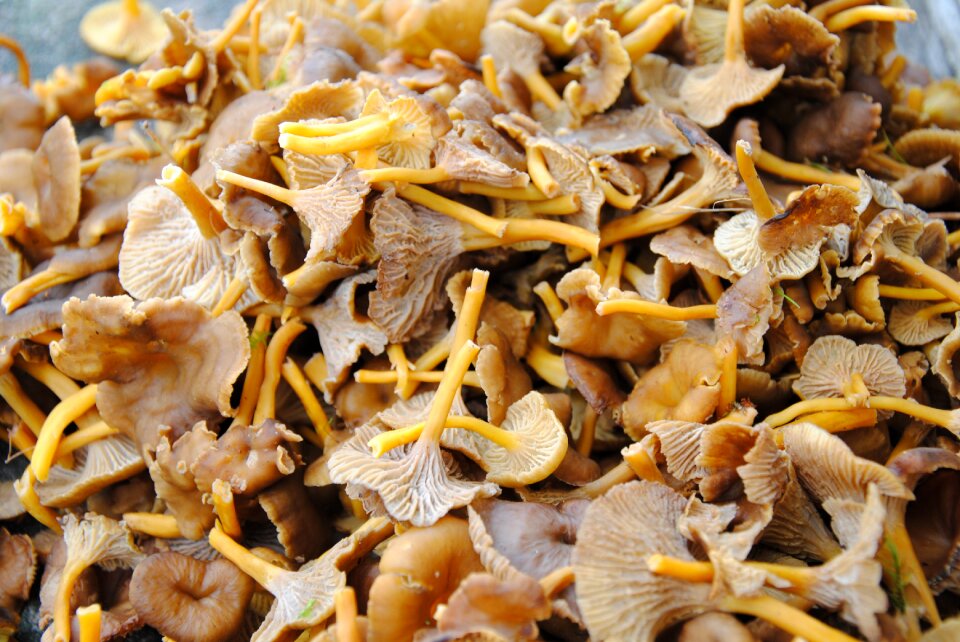 Chanterelle mushrooms funnel chanterelles autumn