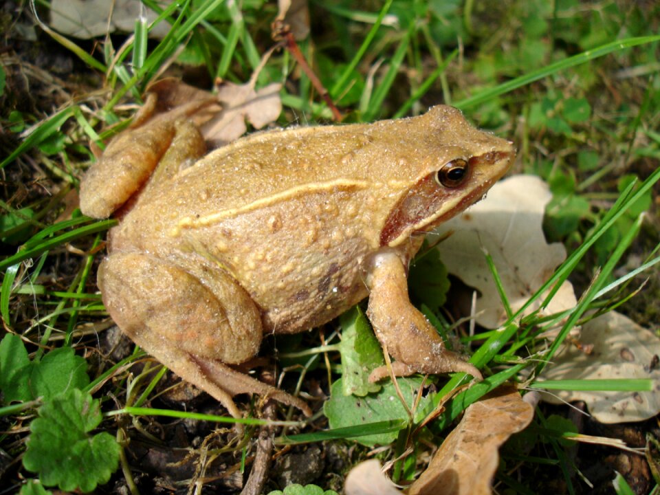 Meadow nature amphibians