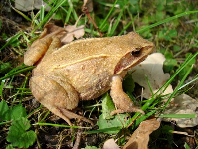 Meadow nature amphibians