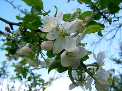 Apple tree flower fruit trees in bloom spring photo