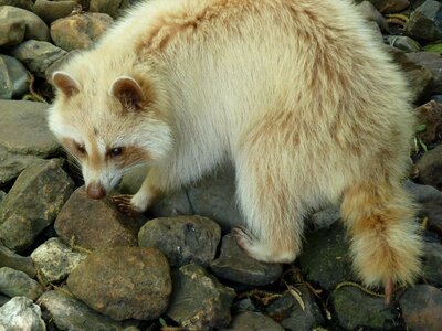 Raccoon stone zoo photo