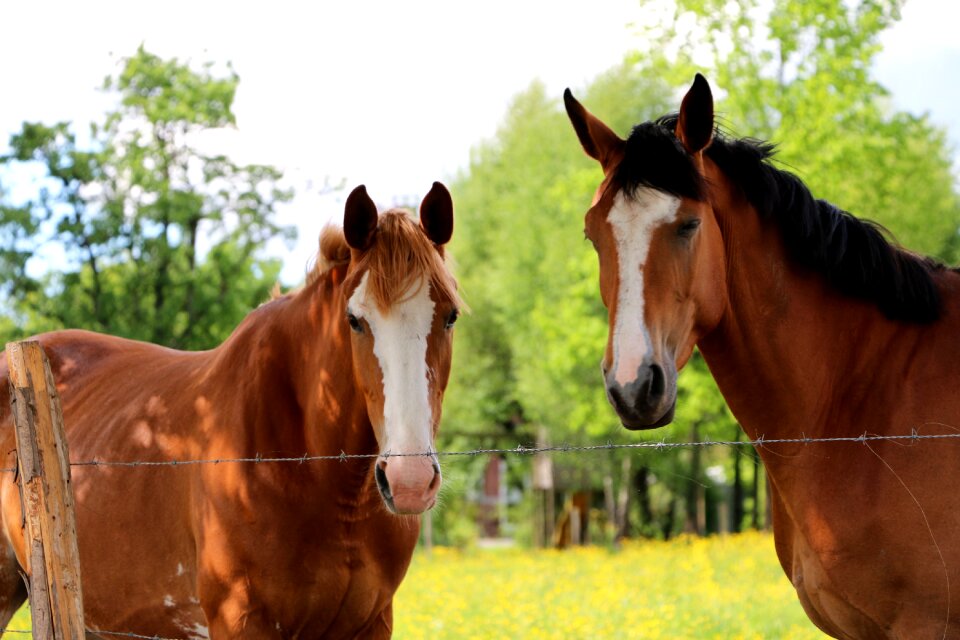 Horse animal Free photos