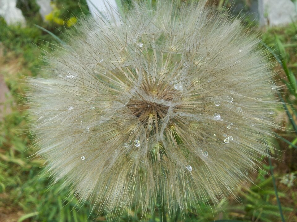 Drop water water droplets