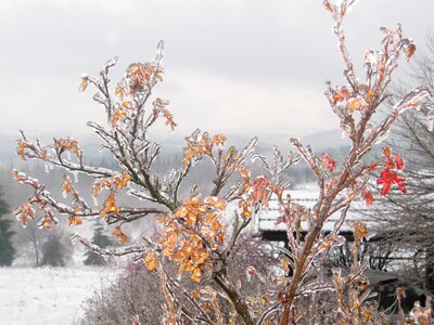 Snow tree landscape