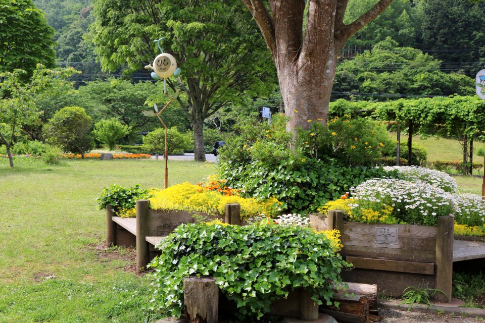 Bench green in the early summer
