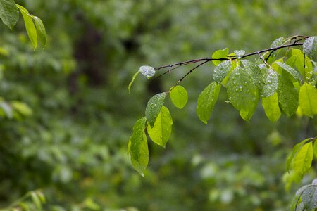 Nature green leaves green leaf