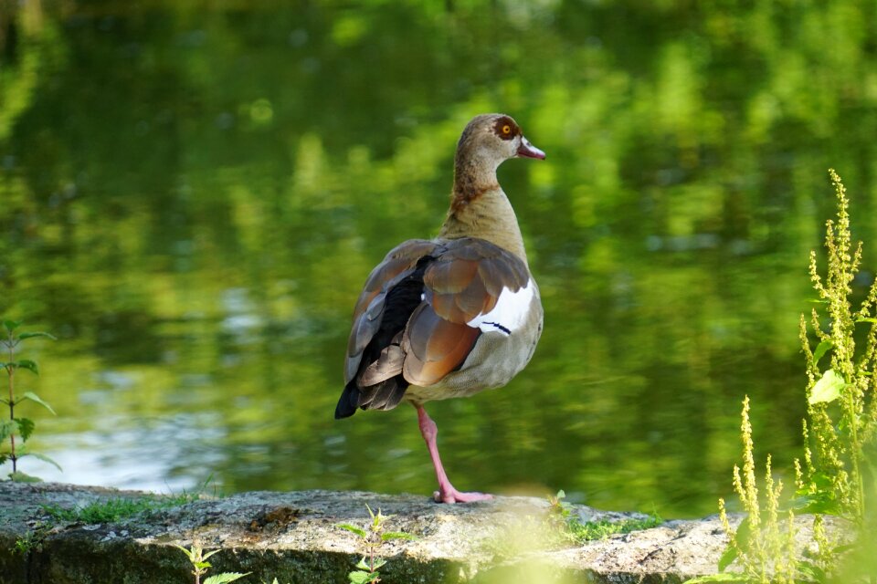 Water bird aquatic animal duck bird