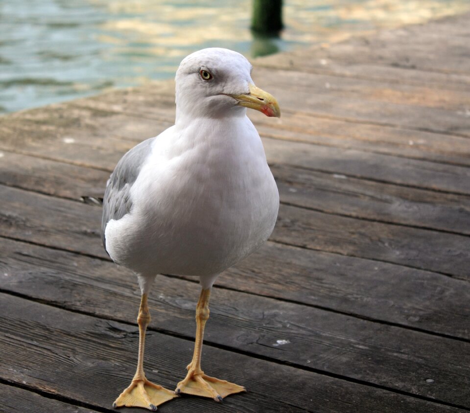 Water bird nature