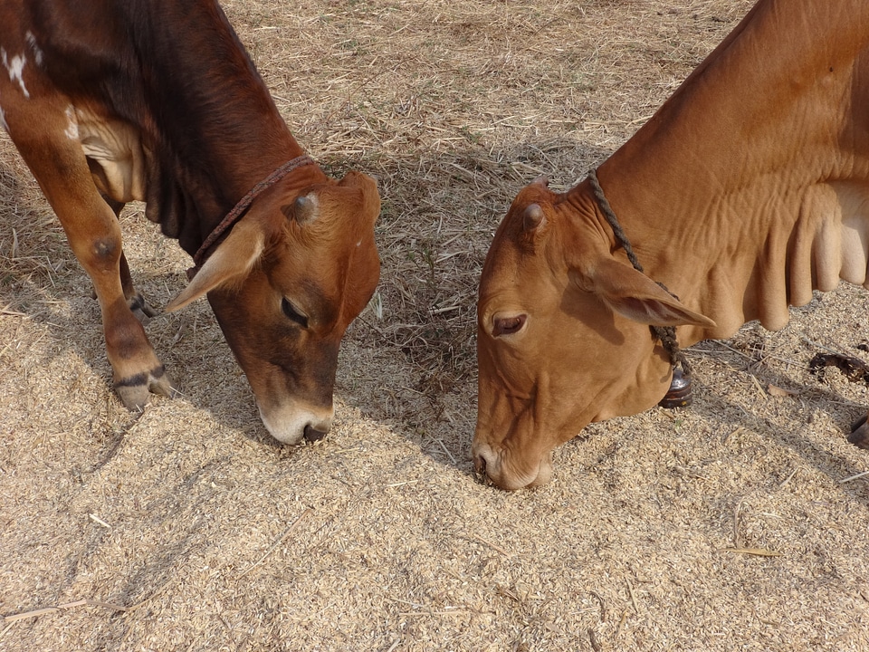 Farm mammal domestic