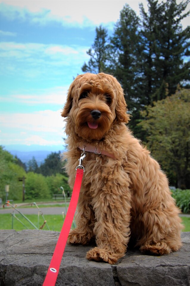 Cute fluffy dog