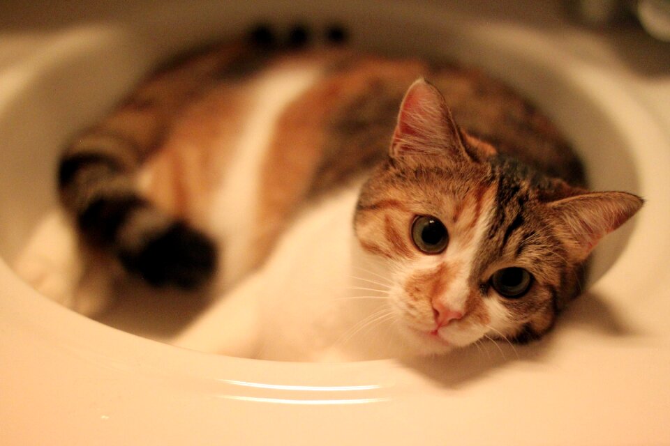 Animal cat eyes kittens