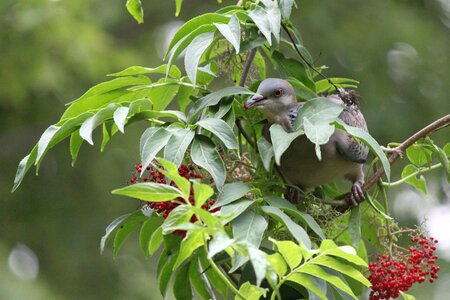 Dove green leaves