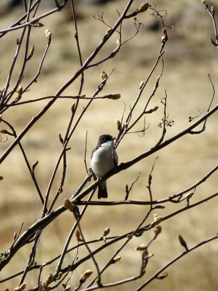 Buds spring bird