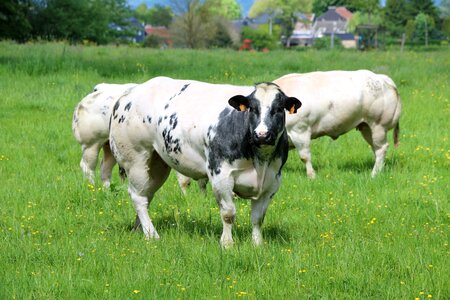 Cows herds breeding