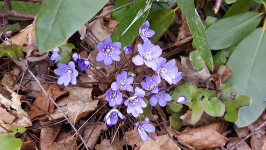 Pennywort spring flower blue flower