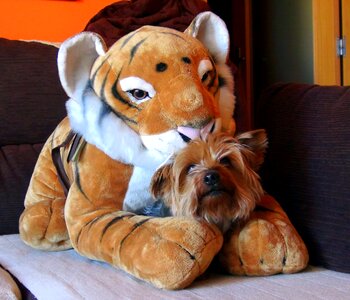 Dog friend adorable