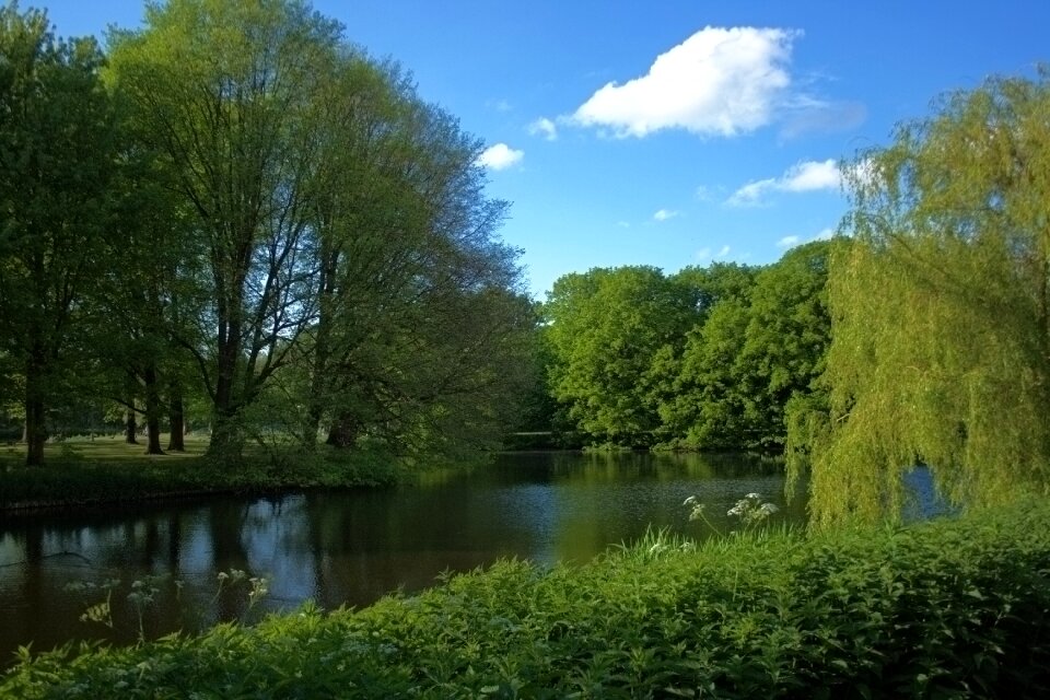 Park plant landscape