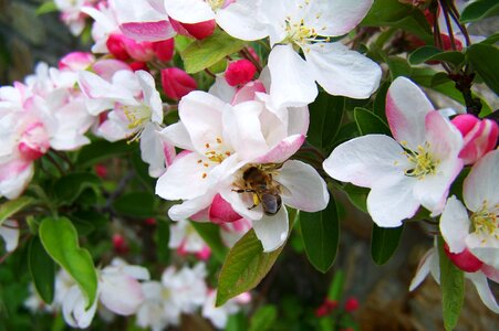 Pollination bloom spring