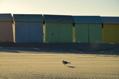Bird sand gull