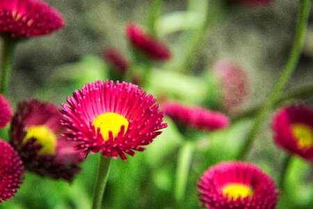 Blossom bloom red daisy photo