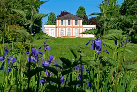 Germany spring flowers photo