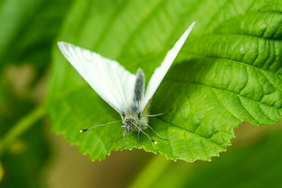 Macro nature white
