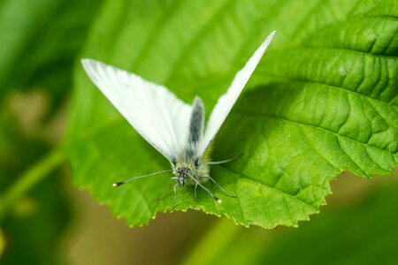 Macro nature white photo