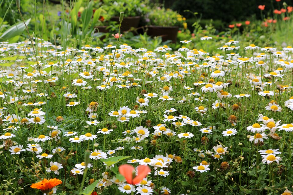 White flowers small flowers the wild garden