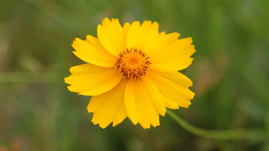 Yellow flowers spring flowers flower gardens