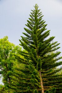 Conifer fisheye view