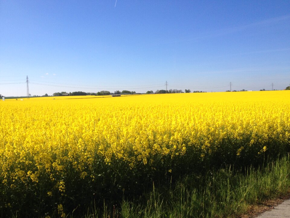 Field sweden spring
