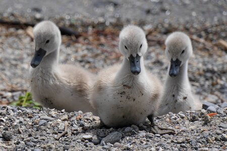 Baby swans cygnet young swan photo