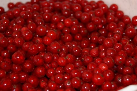 Red jam garden