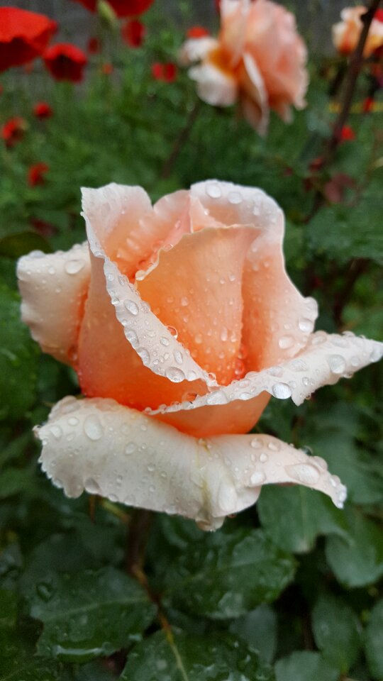 Rose drop rain