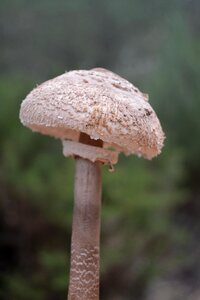 Forest fungi field