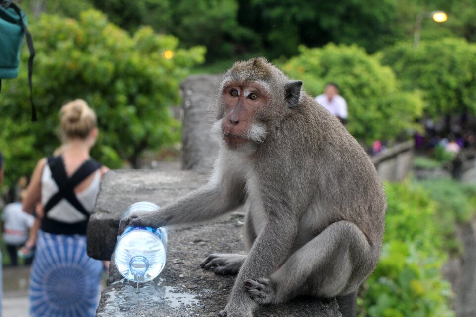 Animal mammal travel