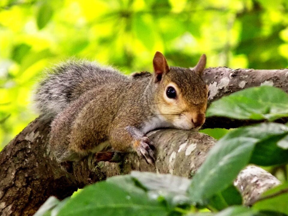Animal mammal wildlife