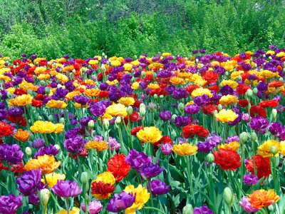 Spring nature colorful photo